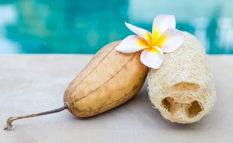 Bucha Vegetal Pura - Inteira ou Cortada · 15 cm